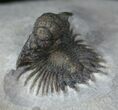 Exquisite Acanthopyge (Lobopyge) Trilobite #13190-1